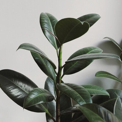 Botanical plant leaves