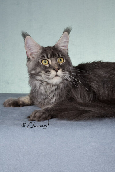 Champion_maine_coon_Leo_3