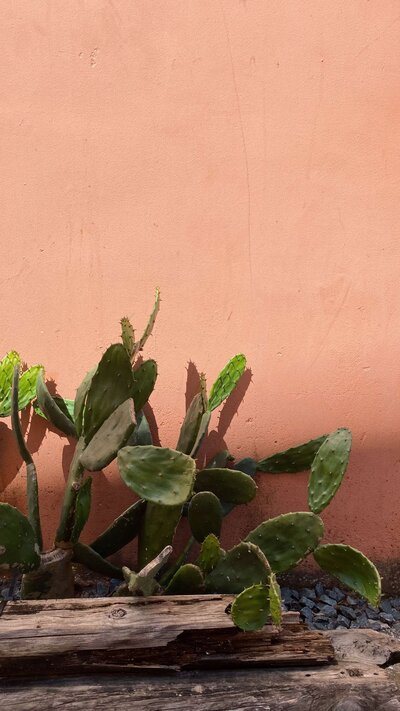 A cactus plant against a salmon colored wall representing the aesthetic of Looks with Libby.