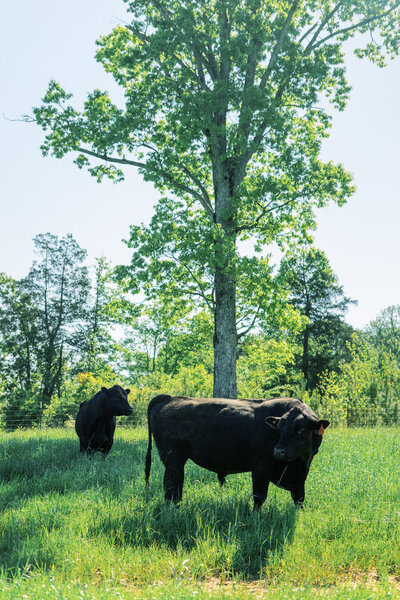 Horseback Adventures and ATV Ranch and Trail Tours near Atlanta