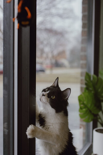 CHICAGO-PET-PHOTOGRAPHY-BY-MEGAN-SAUL-PHOTOGRAPHY-CATNAP (271 of 403)