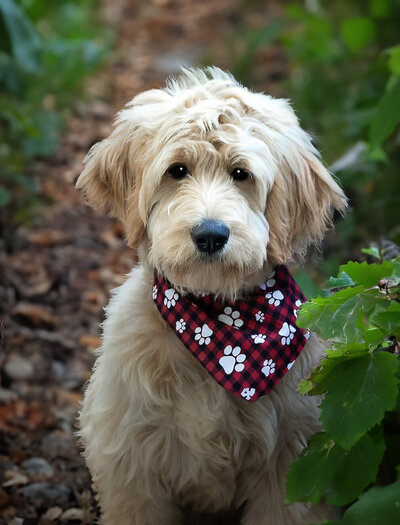A cute Golden Doodle looking straight into the camera while sitting in a park near some greenery and wearing a cute burgundy bandana with puppy paws on it.   