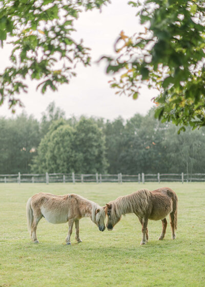 chloe-winstanley-weddings-english-countryside-horses