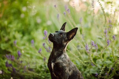 PuppyPhotography-4