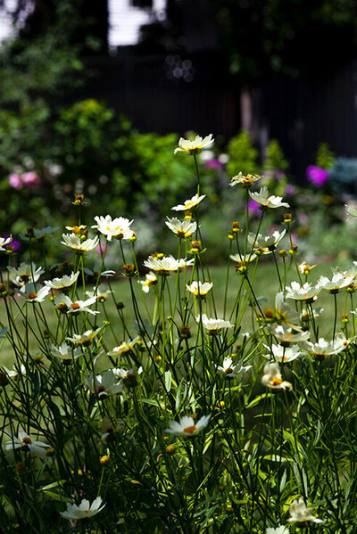 Tall white florals in whimsical garden