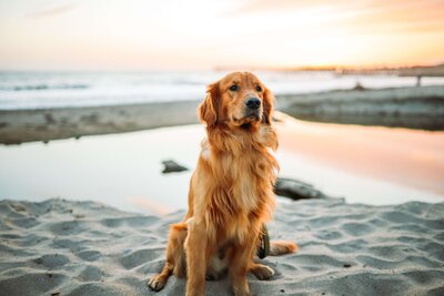 Golden retriever on the beach