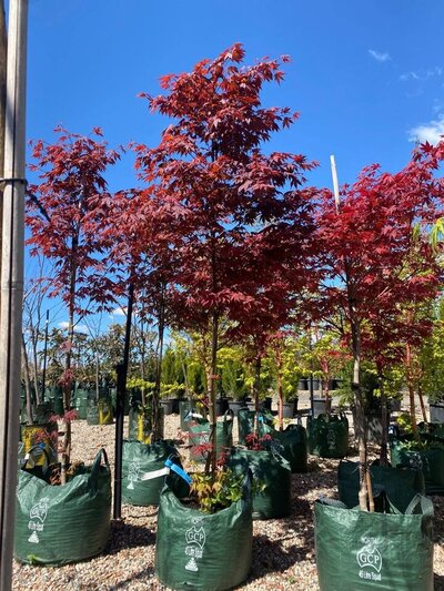 Triadica sebifera - Chinese Tallow Tree - Mature Trees Sydney - Go Green Nurseries