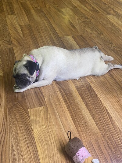 Frida (5)