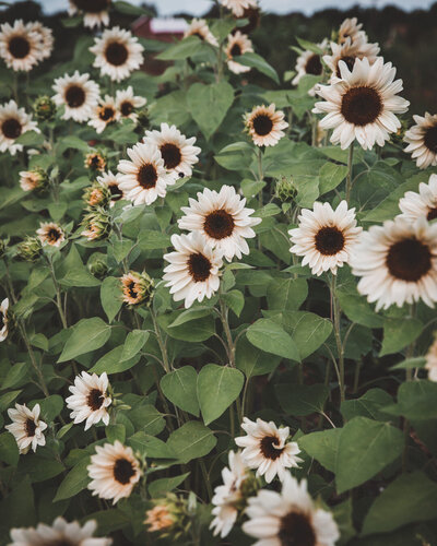 sunflower-white-nite-petal-back-farm