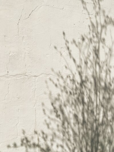 Soft natural light casting organic plant shadows on a textured plaster wall, evoking calm, stillness, and the beauty of everyday nature in a wellness space.