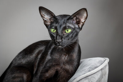 An oriental black cat with very green eyes sitting on a grey seat