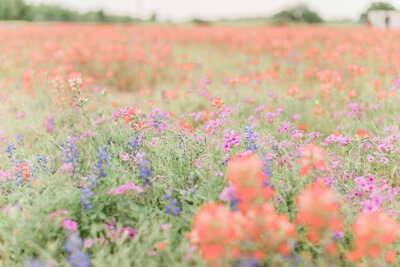 texas wildflowers