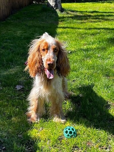 pet sitting newton flotman