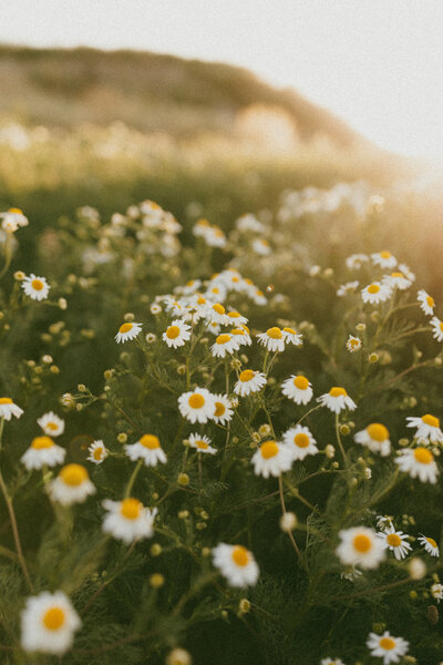 a field of daisys, a popular spot for maternity photoshoots in christchurch