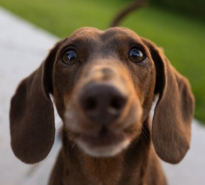 dog looking at the camera