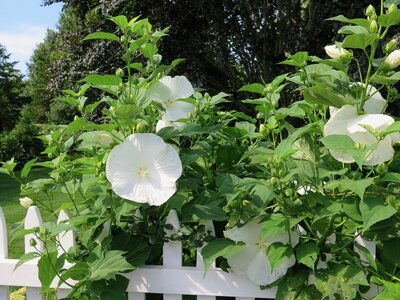 White blooming flower and greenery on white picket fence
