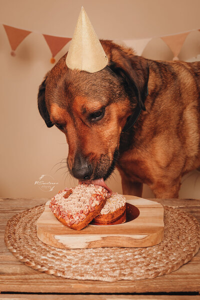 Hond krijgt een honden verjaardagstaart voor een cakesmash fotoshoot in de studio in Antwerpen, Geel.