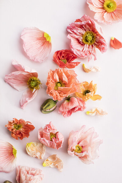 Coral_Social-Squares_Styled-Stock_01122