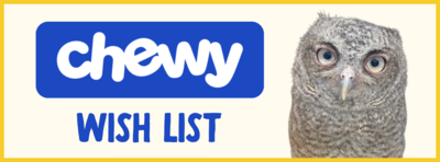 Image of a fledgling eastern screech owl looking at the camera. It is fluffy and gray. The Chewy logo is shown above the words "wish list." Clicking this image opens up RWS's chewy.com wish list.