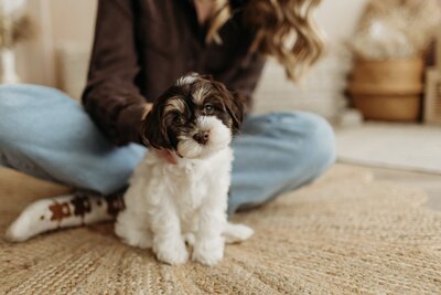 Cream Australian Labradoodle Breeders in Canada and British Columbia