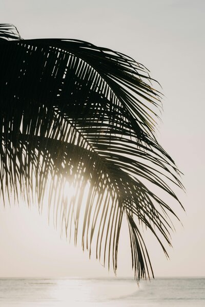 Golden sunlight filters through palm fronds, capturing a serene tropical escape.