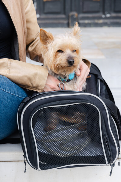 Free Pet Travel Packing list