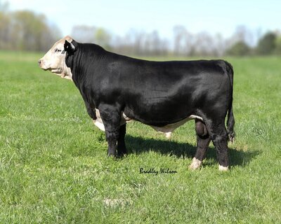 Black Hereford herd bull JM BLZ Press On