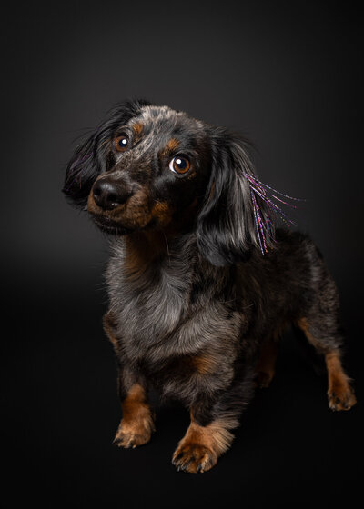 Dog sparkle hair studio dog portrait in Hood River, OR