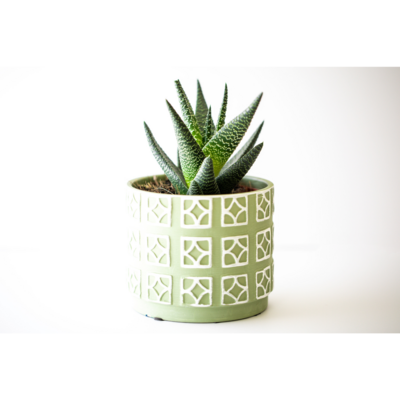 Close up of a potted succulent.