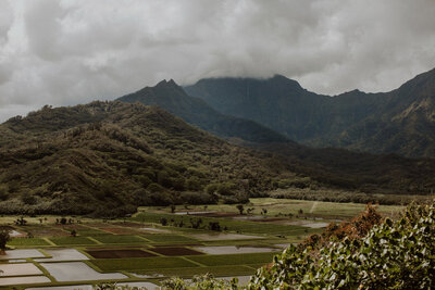 Taro fields in the valley of Kauai