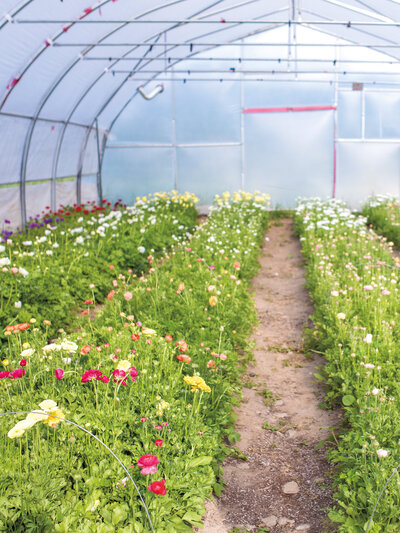 A bright field of organic flowers growing in a small greenhouse. 