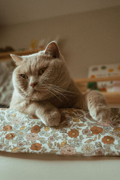 Gijs de kat - books of stories 