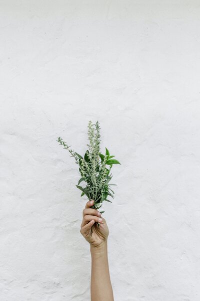 hand holding a bunch of fresh herbs