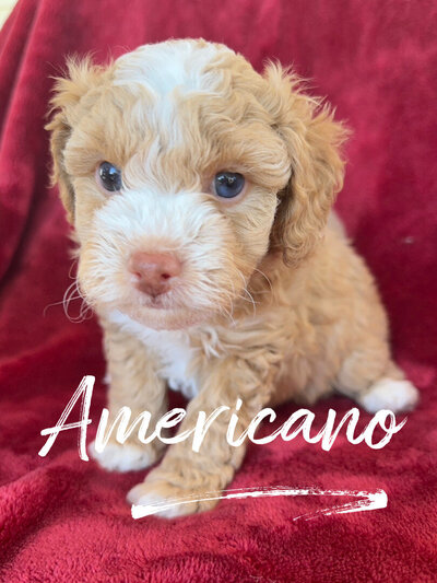 How much does a toy poodle cost?