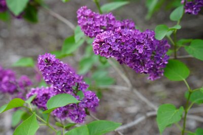 Congo syringa vulgaris pink magenta heirloom lilac at North Country Lilacs nursery in Canton, New York