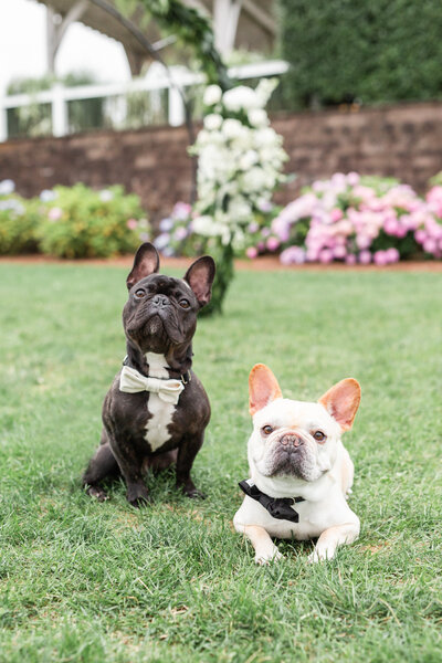French Bulldogs wearing bow ties