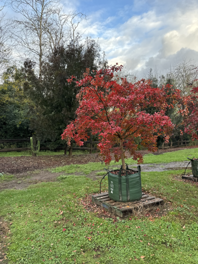 CREPE MYRTLE 'TUSCARORA' Lagerstroemia indica x fauriei 'Tuscarora'