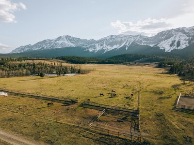 Horses grazing on meadow in Crowsnest Pass