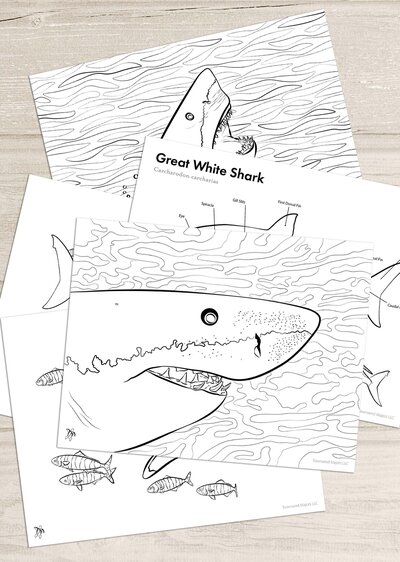 Townsend's great white shark printable coloring pages