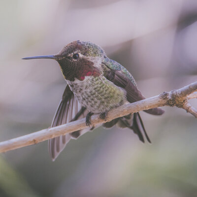 Seeking Venture Photo hummingbird