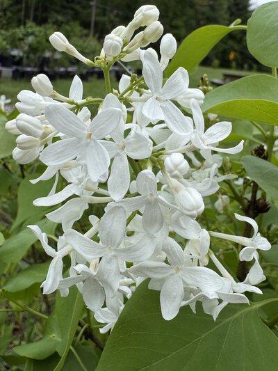 Compact White syringa vulgaris white heirloom lilac at North Country Lilacs nursery in Canton, New York