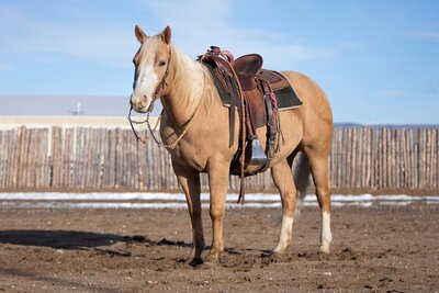 Goldenboy horse sale