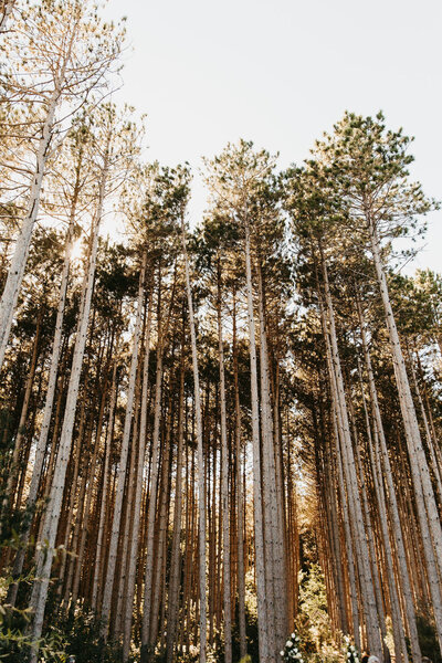 Pinewood Events - Minnesota Modern Nature Inspired Wedding Event Venue - @jules.la
