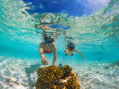 Two people snorkeling in the clear turquoise waters of Hawaii explore the vibrant coral reef below. Wearing snorkel masks and swimwear, they enjoy a luxurious vacation experience as sunlight dances on the surface, highlighting this tropical paradise.