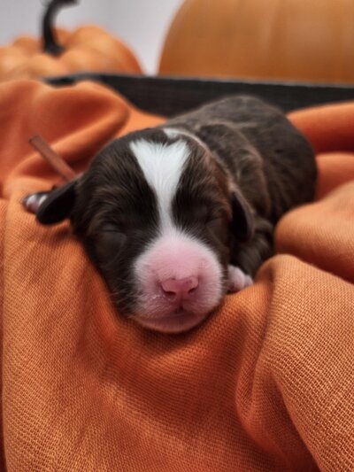 0dcf3d2f-db6b-4ba3-86fc-59168cb8a8c7