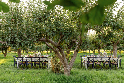 Fallon Carter Wedding in an apple orchard