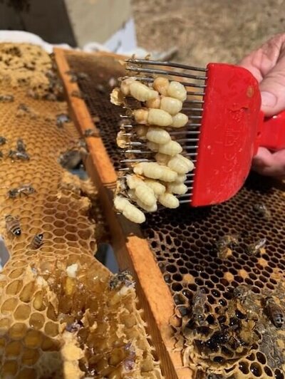 Varroa Mite and Honey Bee Hives
