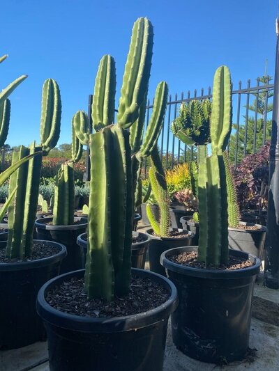 PERUVIAN APPLE CACTUS Cereus repandus