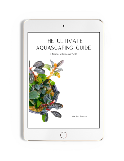 Example of the cover to a free guide offered displayed on the screen of an ipad