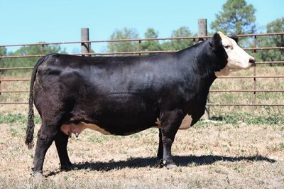 Black Hereford donor cow Matilda